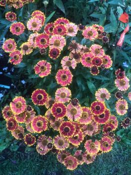 Гелениум Bandera