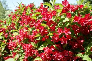 Вейгела Red Prince