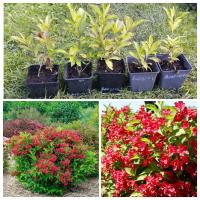 Вейгела Red Prince