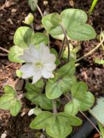 Печеночница Picos Strain (Nobilis)