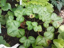 Печеночница Picos Strain (Nobilis)