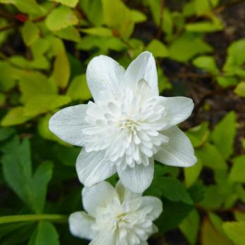 Анемона Alba plena (Nemorosa)