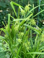 Осока Грея (Carex grayi)