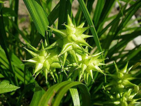 Осока Грея (Carex grayi)