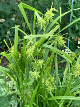 Осока Грея (Carex grayi)