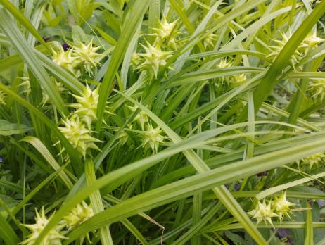 Осока Грея (Carex grayi)