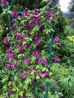 Княжик Purple Surprise