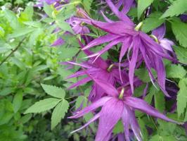 Княжик Purple Surprise