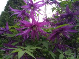 Княжик Purple Surprise