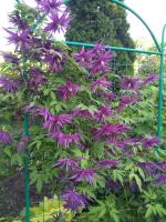 Княжик Purple Surprise