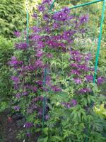 Княжик Purple Surprise