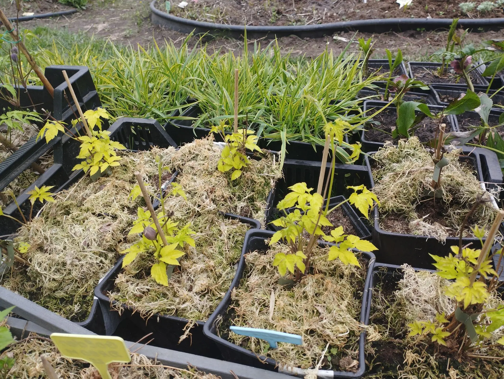 Княжик Purple Surprise