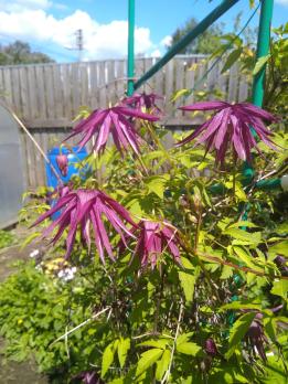 Княжик Purple Surprise