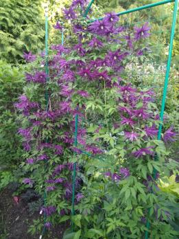 Княжик Purple Surprise