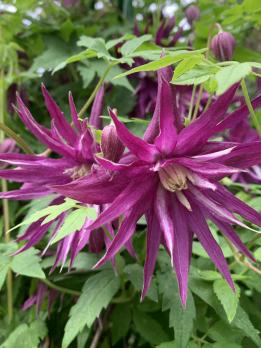 Княжик Purple Surprise