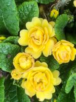 Примула Buttercup yellow (Гибридная)