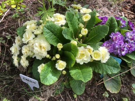 Примула Belarina Candy frost (Гибридная)