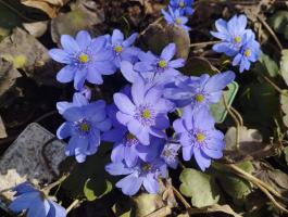 Печеночница Сиреневый туман (Transsilvanica)