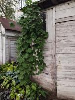 Диоскорея Пятилопостная