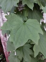 Диоскорея Пятилопостная