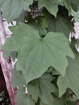 Диоскорея Пятилопостная