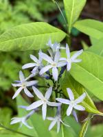 Амсония  Hubrichtii