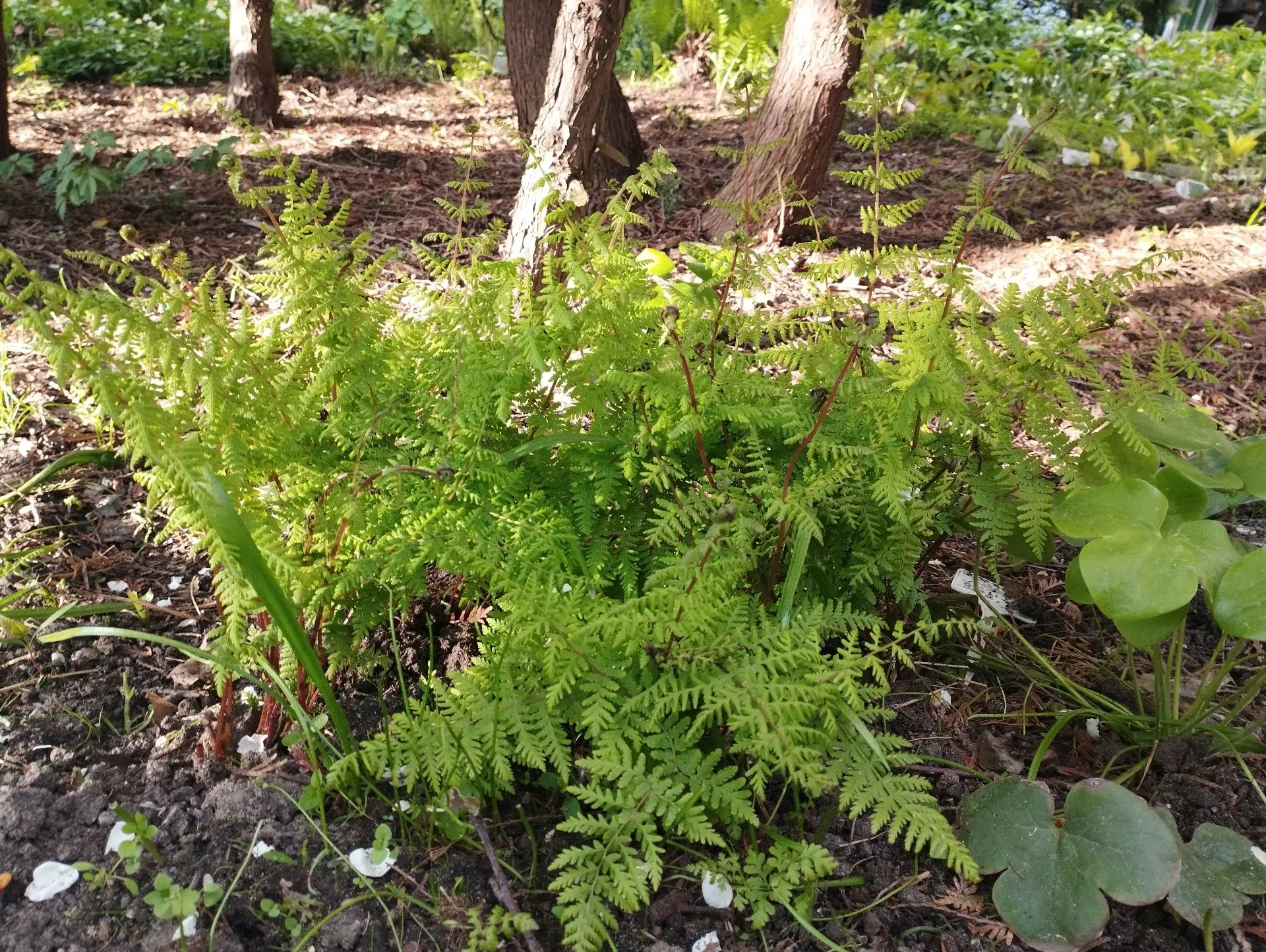 Папоротник Пузырник ломкий