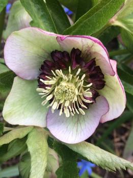 Морозник Winter Emotion Anemone picotee (Восточный)