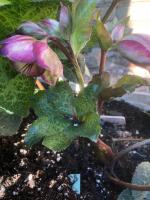 Морозник Frostkiss glenda's gloss (Восточный)