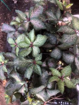 Морозник Frostkiss pippa’s purple(Восточный)