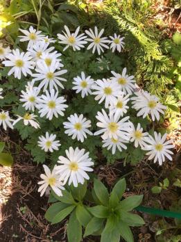 Анемона Бланда ( Anemone blanda ) White Splendour