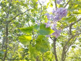 Сирень Aucubaefolia (корни собственные)