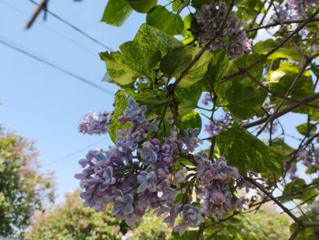 Сирень Aucubaefolia (корни собственные)