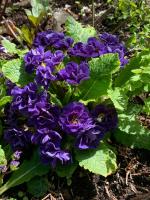 Примула Belarina Baltic blue (Грибридная)