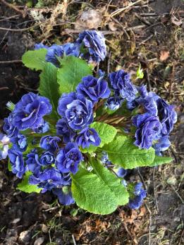 Примула Baltic blue (Грибридная)