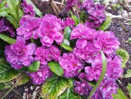 Примула Belarina Purple diamond (Гибридная)