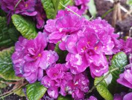 Примула Belarina Purple diamond (Гибридная)