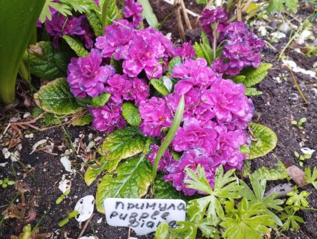 Примула Belarina Purple diamond (Гибридная)