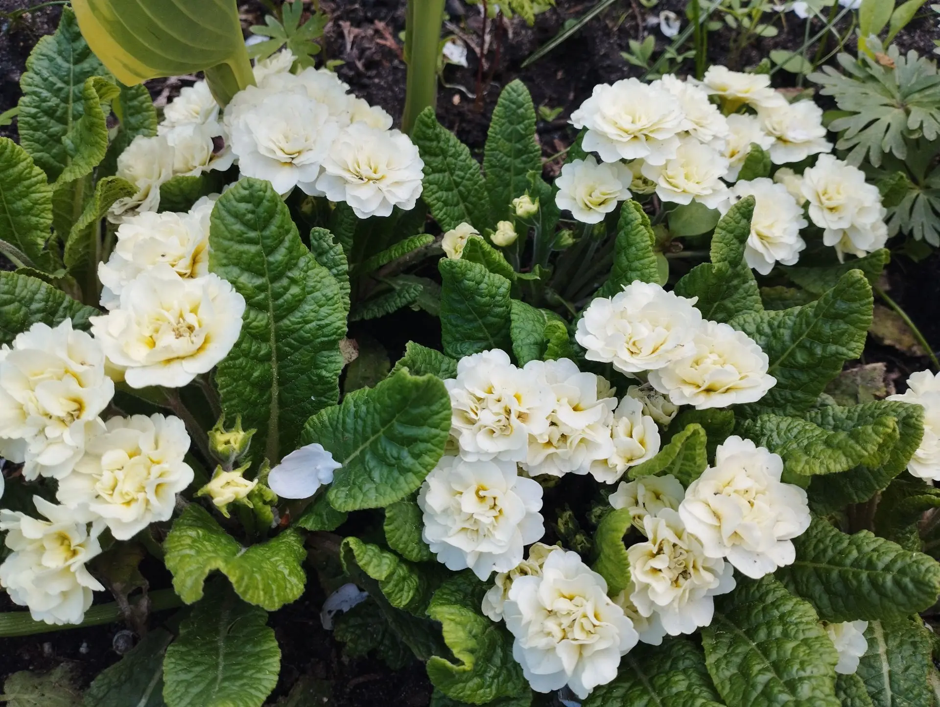 Примула Belarina Shampagne (Гибридная)