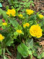 Примула Belarina Spring sun (Гибридная)