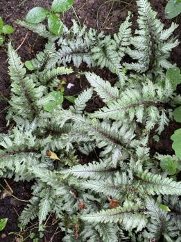 Папоротник Crested surf (Кочедыжник ниппонский)