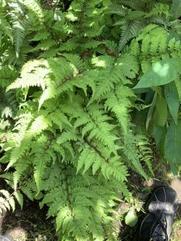 Папоротник кочедыжник ниппонский видовой