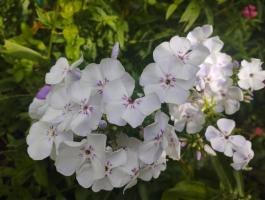 Флокс Флэм лайт блю (G.B.H. Bartels 2014 г.)