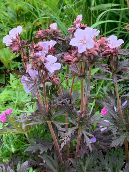 Герань Black and white (полевая)