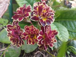 Примула Belarina Double sunrise ruby (Гибридная)