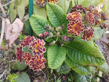 Примула Belarina Double sunrise ruby (Гибридная)