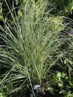 Вейник остроцветковый Overdam