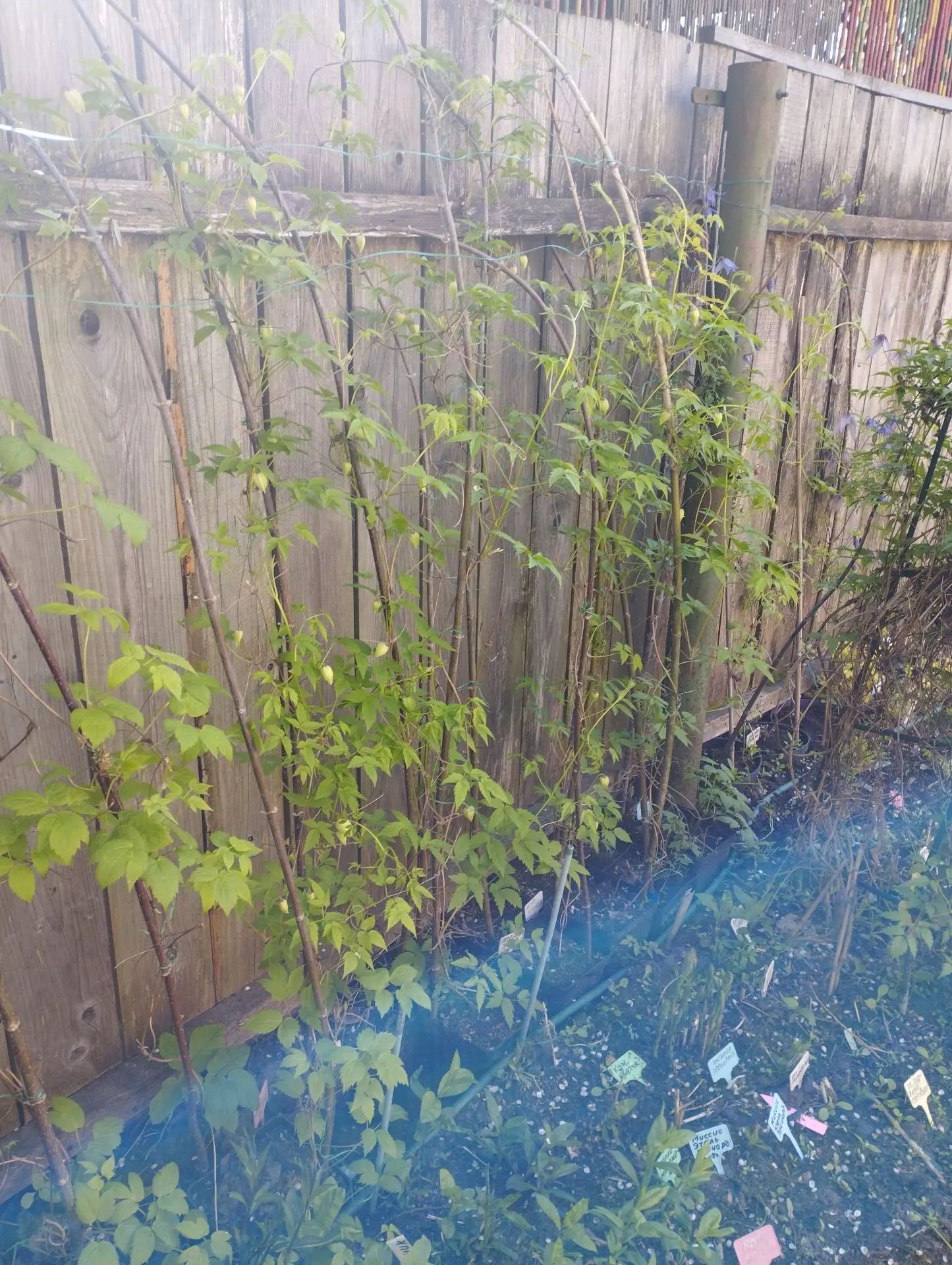 Княжик Luminous dusk