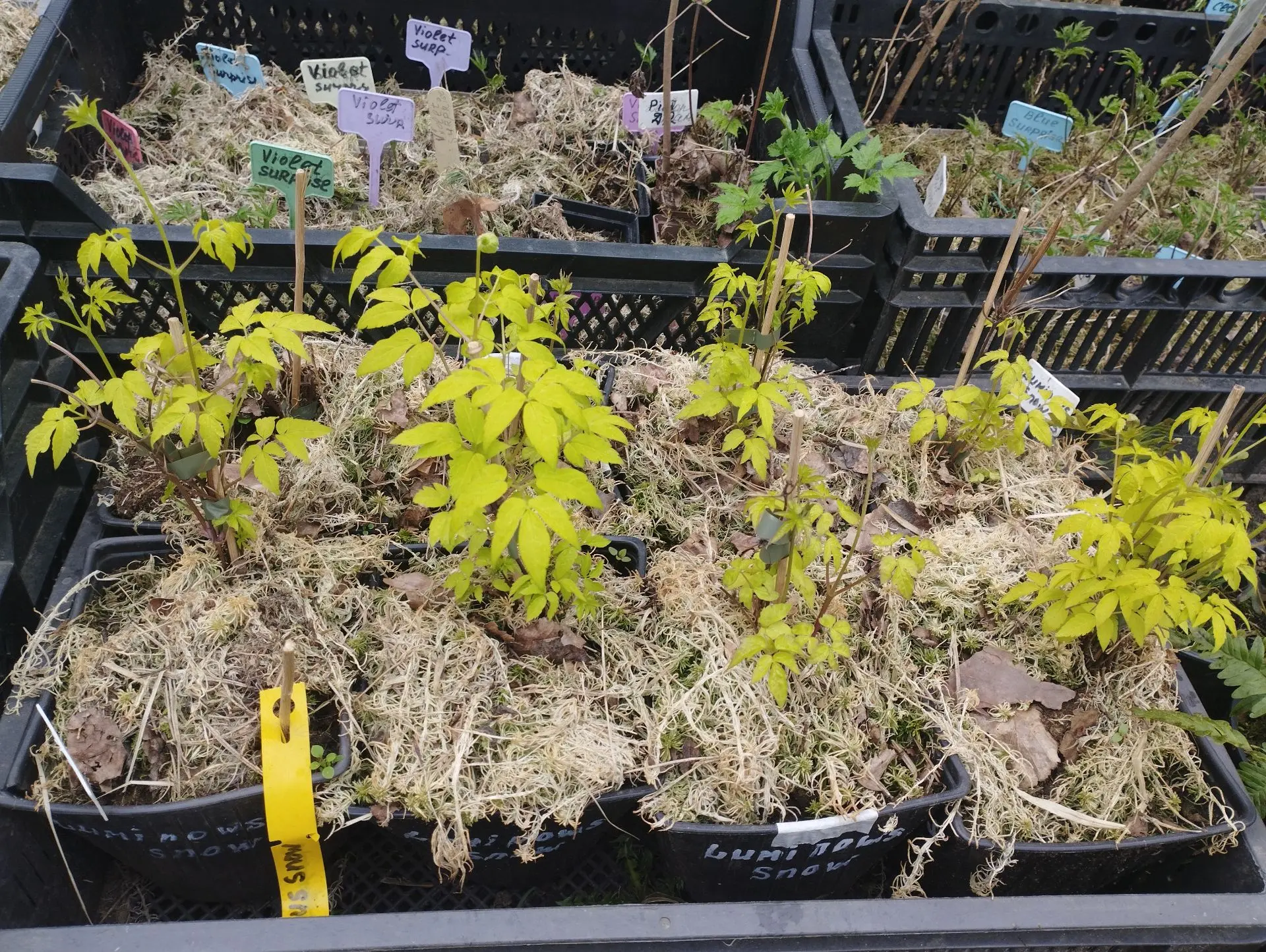 Княжик Luminous dusk