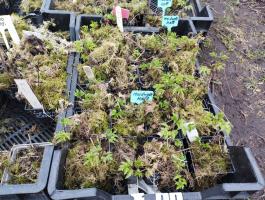 Княжик Luminous snow